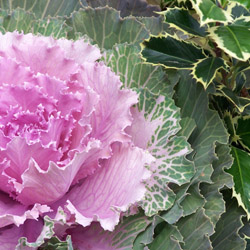 King of the Cold: Ornamental Cabbage & Kale