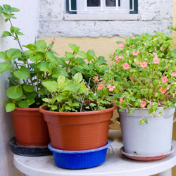 Repotting Houseplants