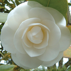 Fall-Blooming Camellias