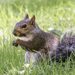 The Great Squirrel Battle for the Bulbs