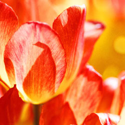 Tulips: Spring Starts Now!